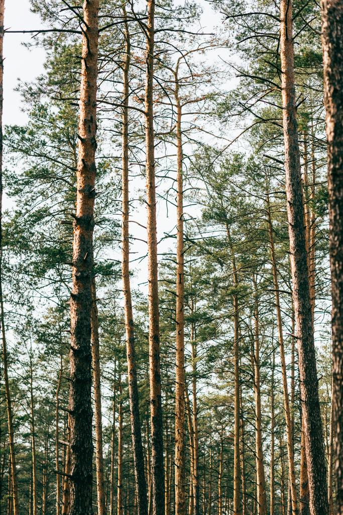 bela vista de pinheiros altos na floresta
  - Foto, Imagem