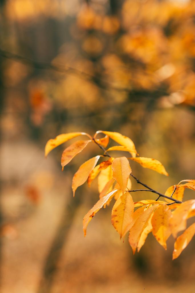 oranžové podzimní listí na rozostřeného pozadí  - Fotografie, Obrázek