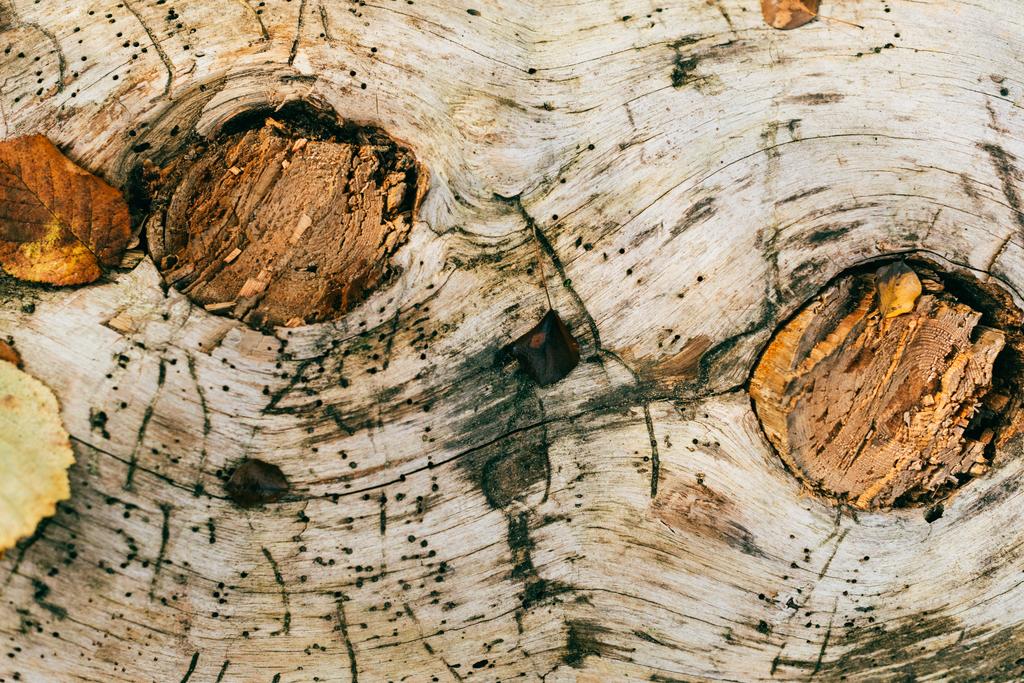 близкий вид старой потрескавшейся коричневой коры дерева
 - Фото, изображение