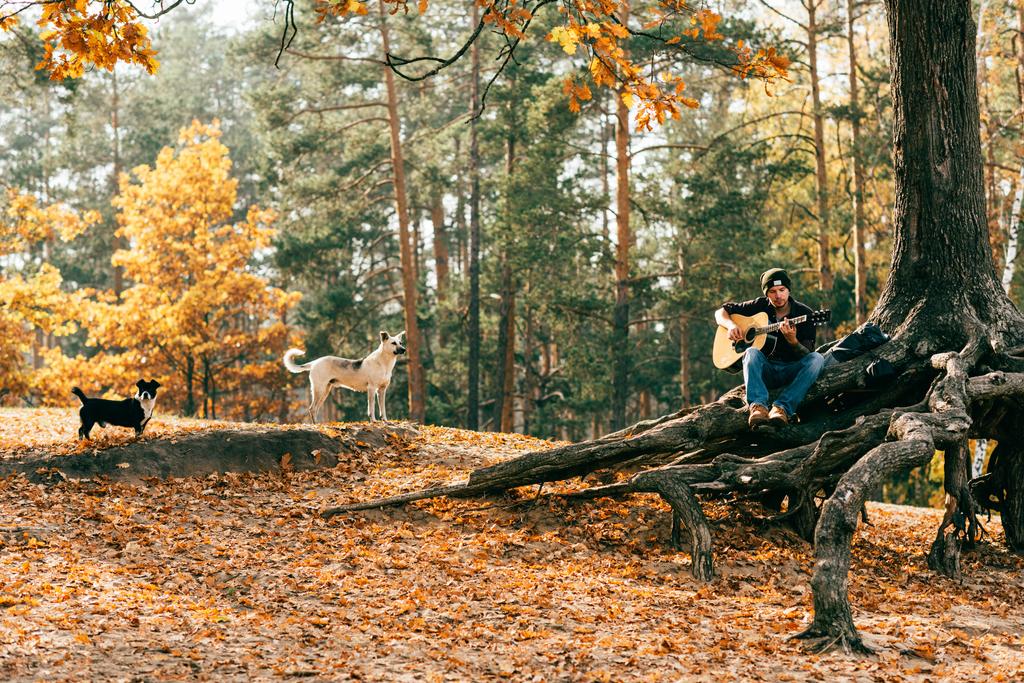 adam ağaç köpeklerle parkta otururken akustik gitar çalmak - Fotoğraf, Görsel