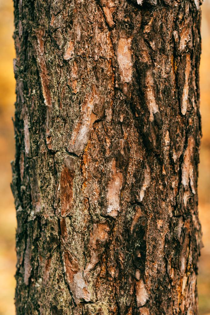vista de cerca de la corteza de árbol marrón agrietado
  - Foto, imagen