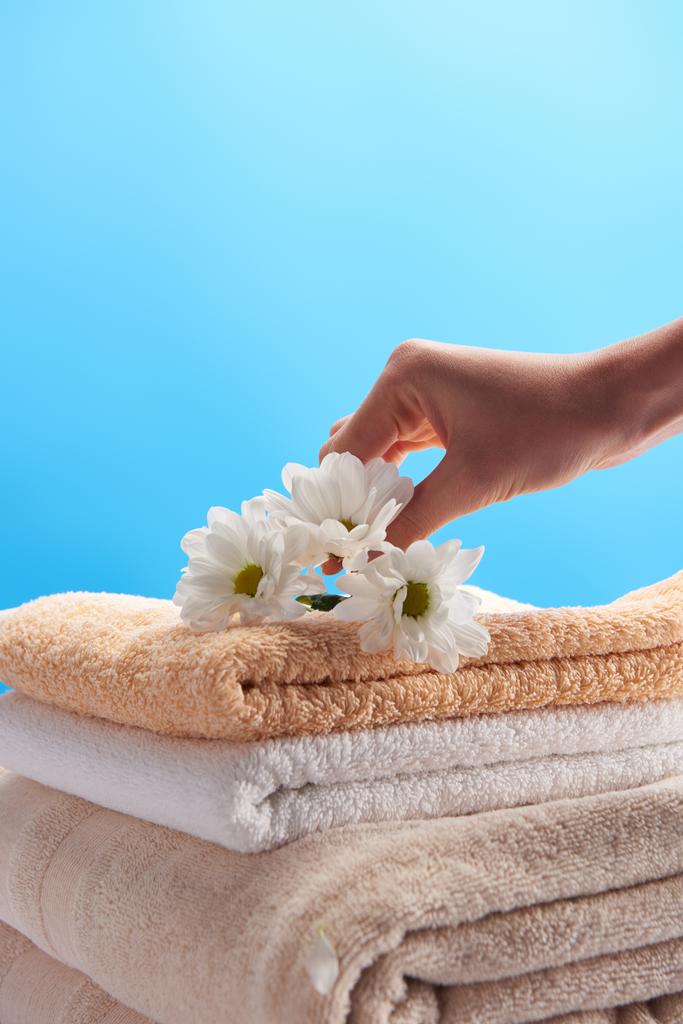 cropped shot of person putting white chamomiles on pile of clean towels isolated on blue  - Photo, Image