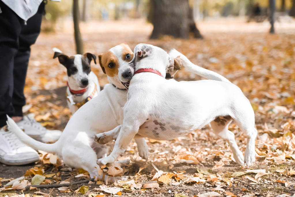 Três cães Jack Russell andando no parque na temporada de outono
 - Foto, Imagem
