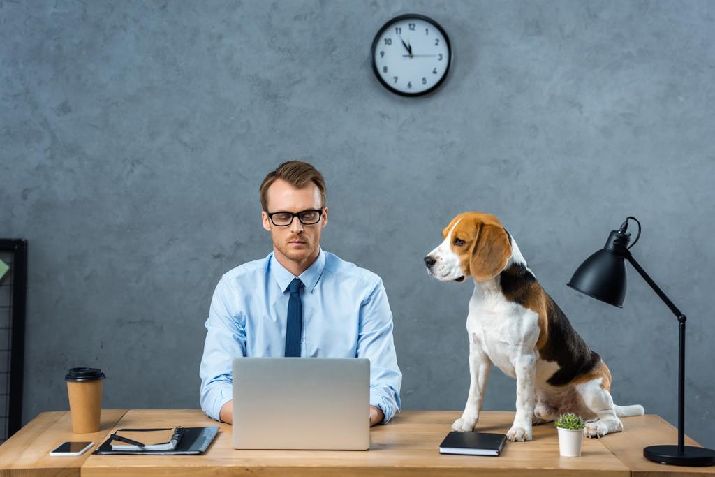 homme d'affaires concentré dans les lunettes de travail sur ordinateur portable tandis que beagle assis près de la table dans le bureau moderne
  - Photo, image