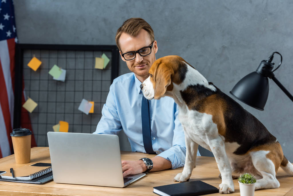 hymyilevä liikemies silmälaseissa työskentelee kannettavan tietokoneen kun beagle istuu pöydällä modernissa toimistossa
 - Valokuva, kuva