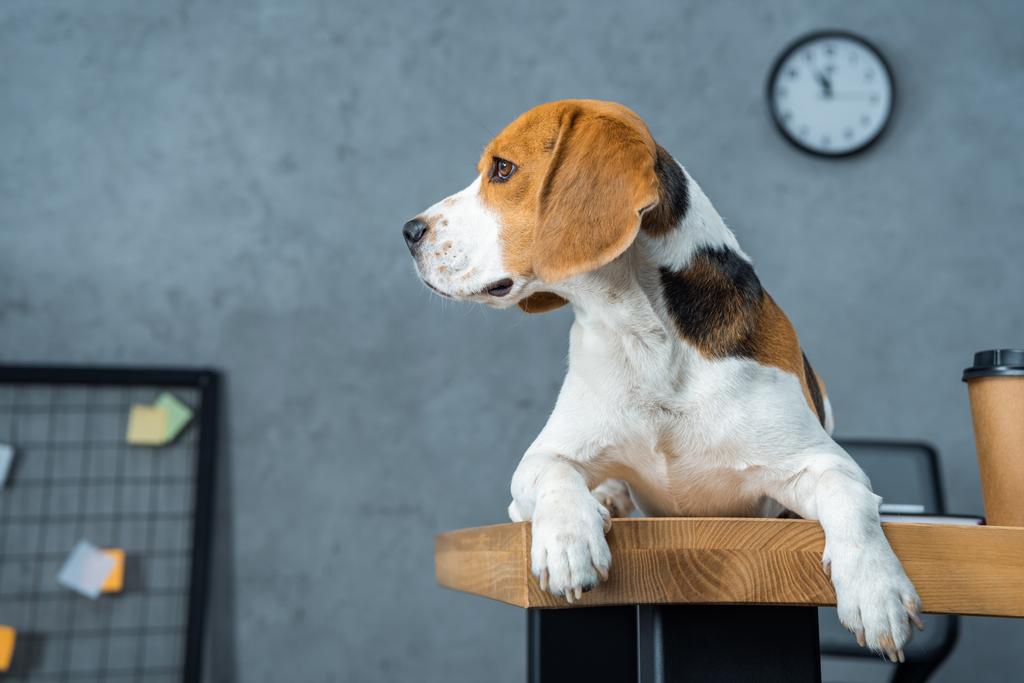 beagle seduto sul tavolo con tazza di caffè usa e getta in ufficio moderno
  - Foto, immagini