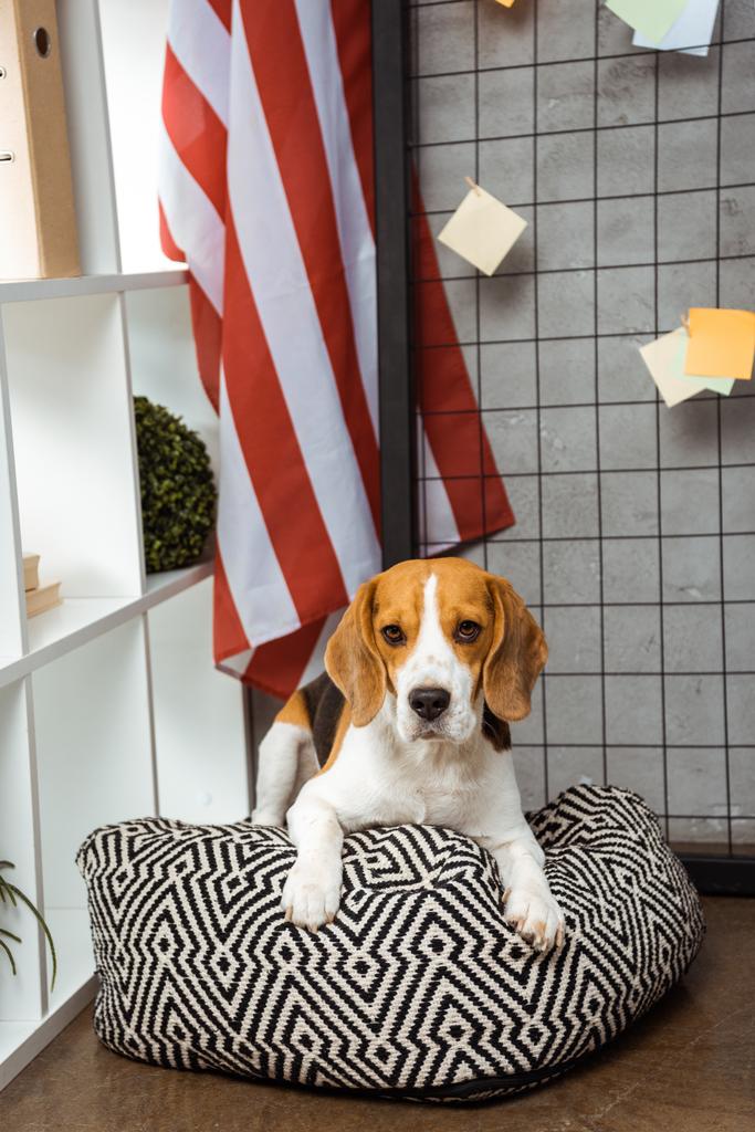 Urocza beagle siedzi na worek fasoli w pobliżu amerykańską flagę w nowoczesnym biurze  - Zdjęcie, obraz