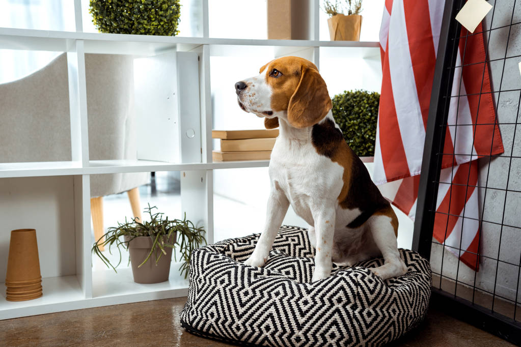 Beagle κάθεται στην τσάντα φασολιών κοντά σε αμερικανική σημαία στο σύγχρονο γραφείο  - Φωτογραφία, εικόνα