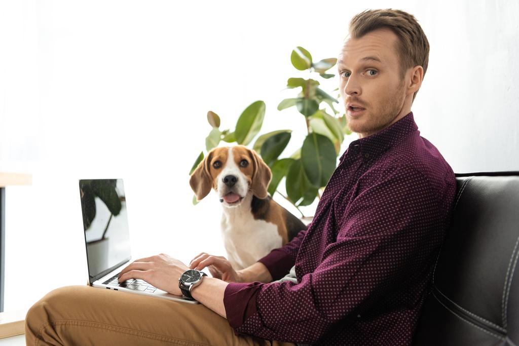 удивленный мужчина фрилансер, работающий на ноутбуке в то время как Бигл сидит на диване в домашнем офисе
 - Фото, изображение