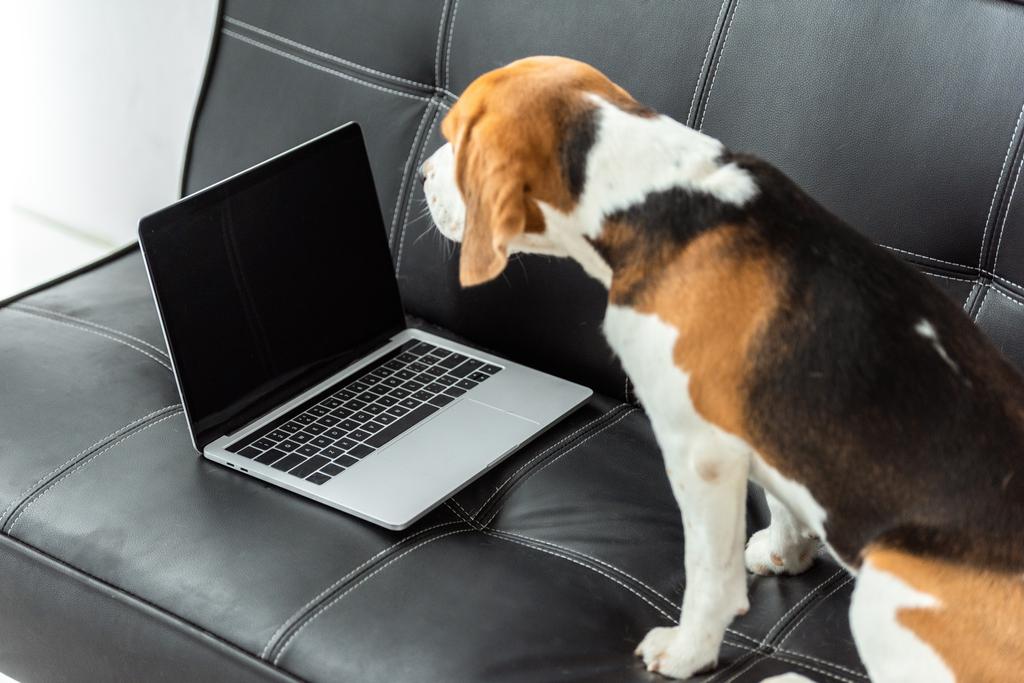 schattig beagle zittend op de Bank met laptop thuis - Foto, afbeelding