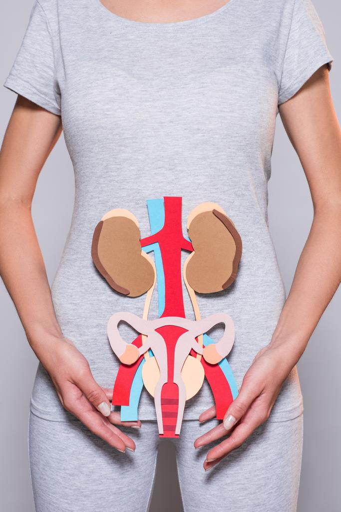 tiro recortado de mulher com papel feito órgãos internos humanos e do sistema reprodutivo feminino em fundo cinza
 - Foto, Imagem