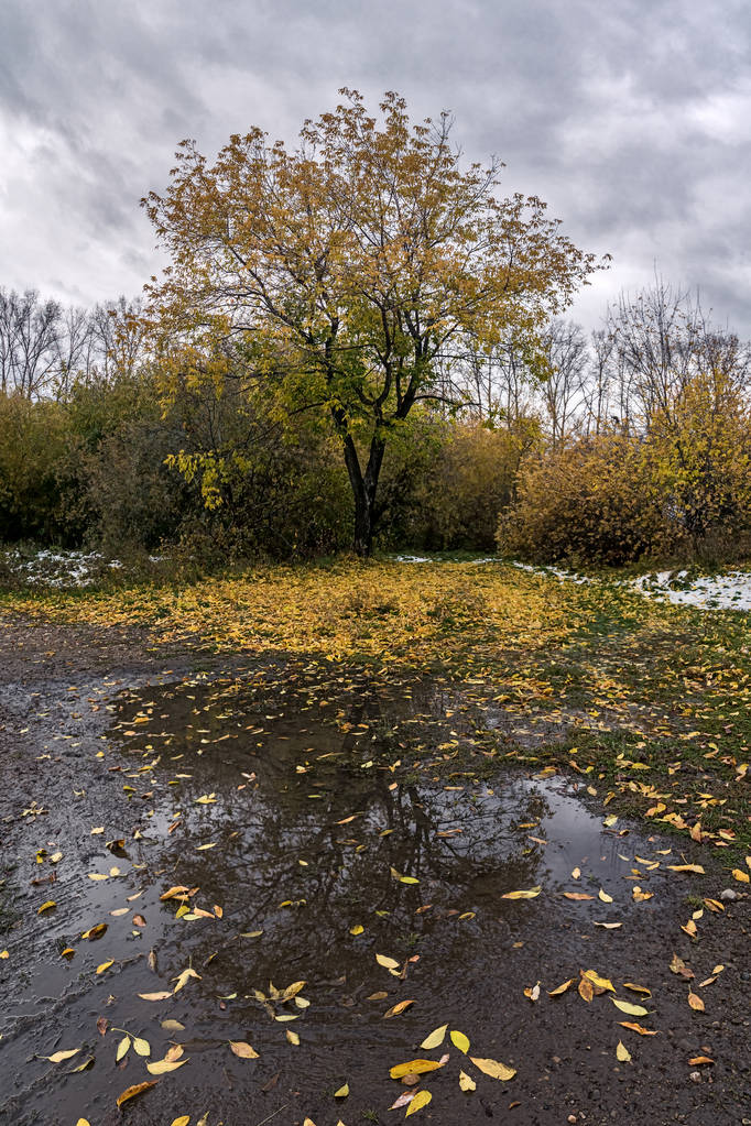 Reflexión en un charco de un árbol con hojas caídas
 - Foto, imagen