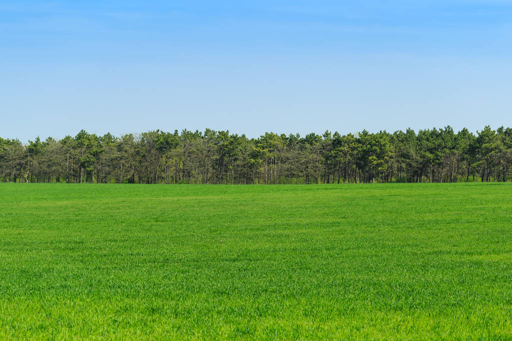 hermoso campo verde con cielo azul durante el día
  - Foto, Imagen