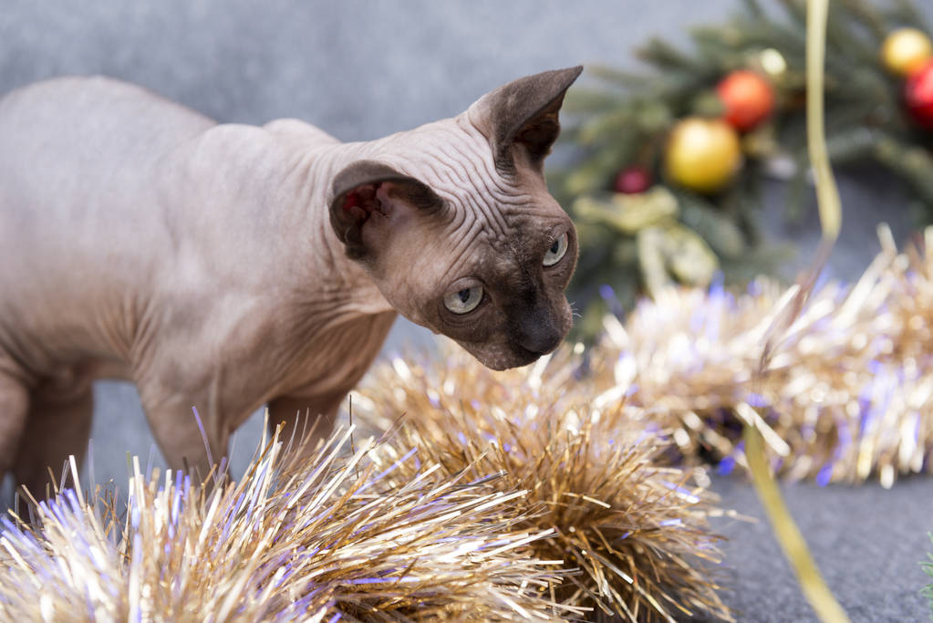 カナダのスフィンクス品種の猫クリスマス ボールともみ花輪、黄金の見掛け倒しのクリスマスの装飾の中でハゲの猫, - 写真・画像
