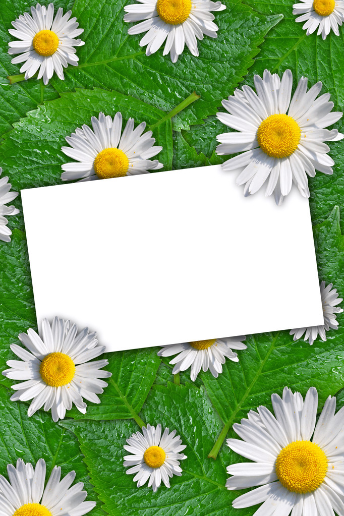 bloemige achtergrond met ruimte voor tekst - Foto, afbeelding