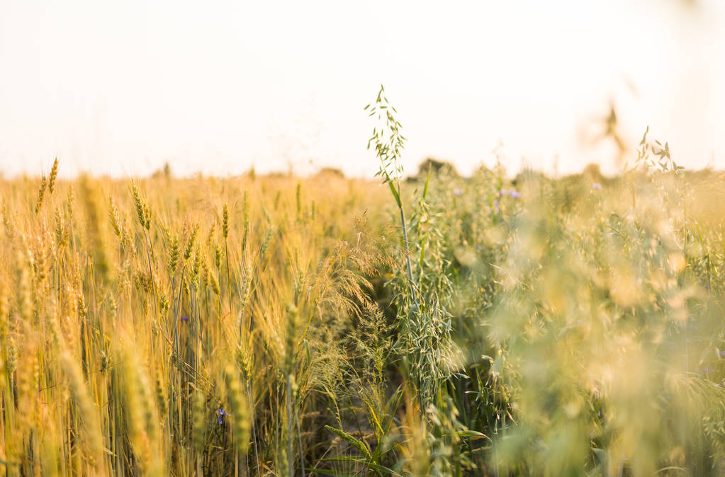 Зелені вівсяні вуха і жовта пшениця ростуть на полі в сонячний день. Сільське господарство. Продукт природи
. - Фото, зображення