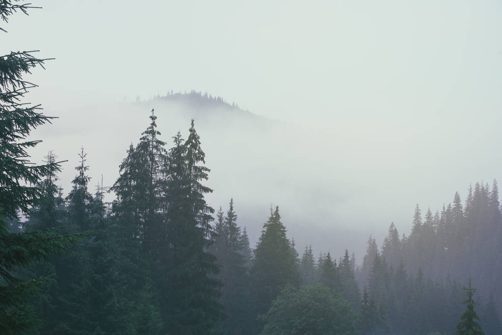 Paesaggio di montagna nebbioso - Foto, immagini