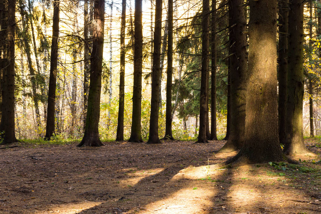 Sombras das árvores de pinheiros na floresta no chão. Durante o dia
. - Foto, Imagem