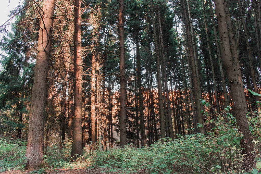 Az erdő körül a fák zöld bokrok evett. Nappali. - Fotó, kép