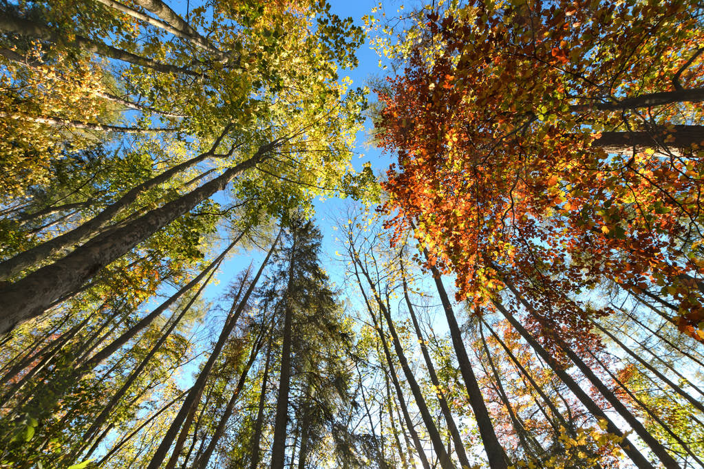 Bellissimi alberi incastonati contro il cielo blu. Giornata nella foresta autunnale
 - Foto, immagini