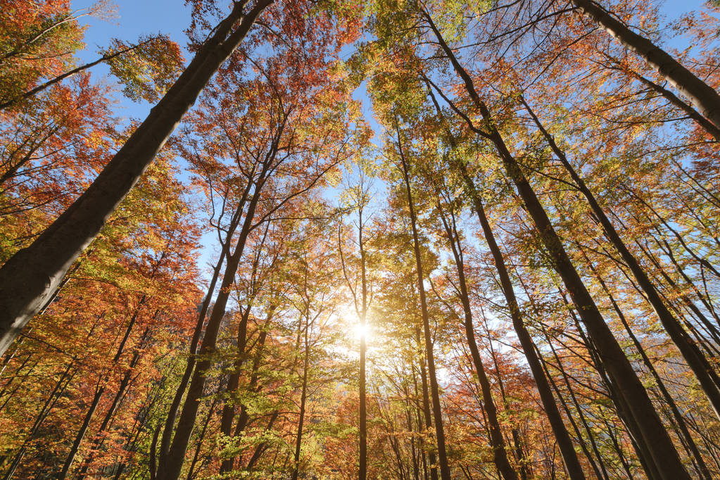 Подсветка красивых деревьев, установленных против голубого неба. Полдень в осеннем лесу. Словакия. Европа
. - Фото, изображение