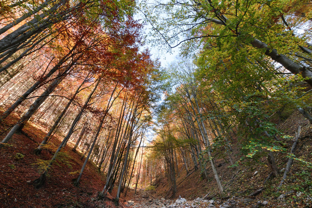 Zielony i czerwony las. Popołudnie w lesie jesienią - Zdjęcie, obraz