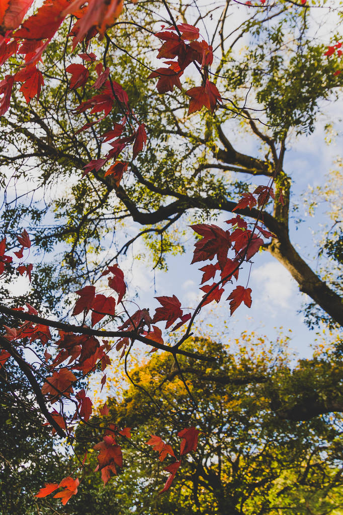 větve stromu javoru červeného střílel na mělké hloubky ostrosti v městském parku na podzim - Fotografie, Obrázek