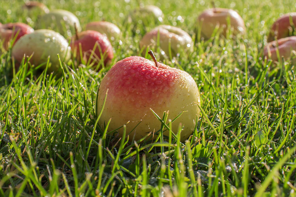 Reggeli harmat csepp szép almát szét vannak szórva a zöld füvön. Őszi betakarítás gyümölcsöt meleg napsütésben. Sugarak tükröződnek vízcseppek érett alma. - Fotó, kép