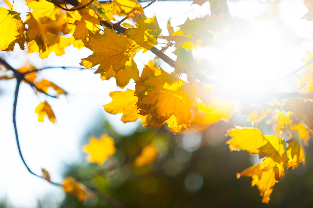 Herbst Hintergrund mit einer Nahaufnahme gelben Blättern  - Foto, Bild