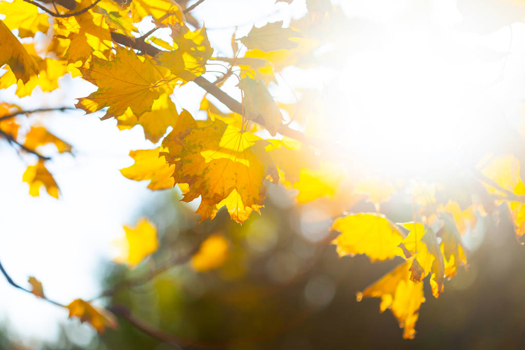 Осенний фон с крупным планом жёлтых листьев
  - Фото, изображение