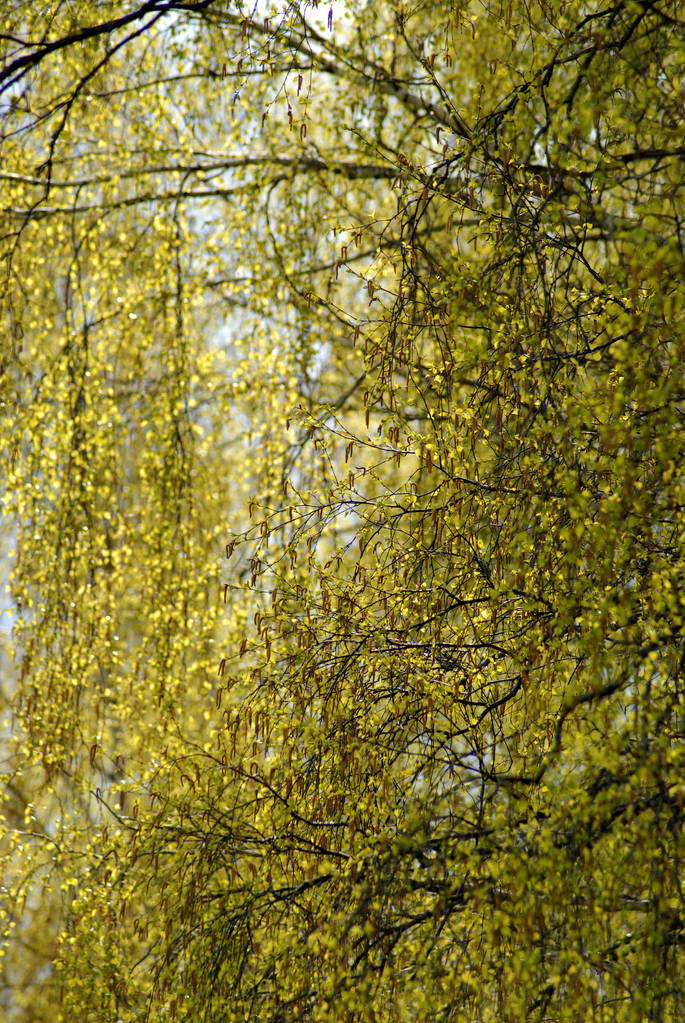 古い森林、ロシアで春の目覚めバーチウッド - 写真・画像