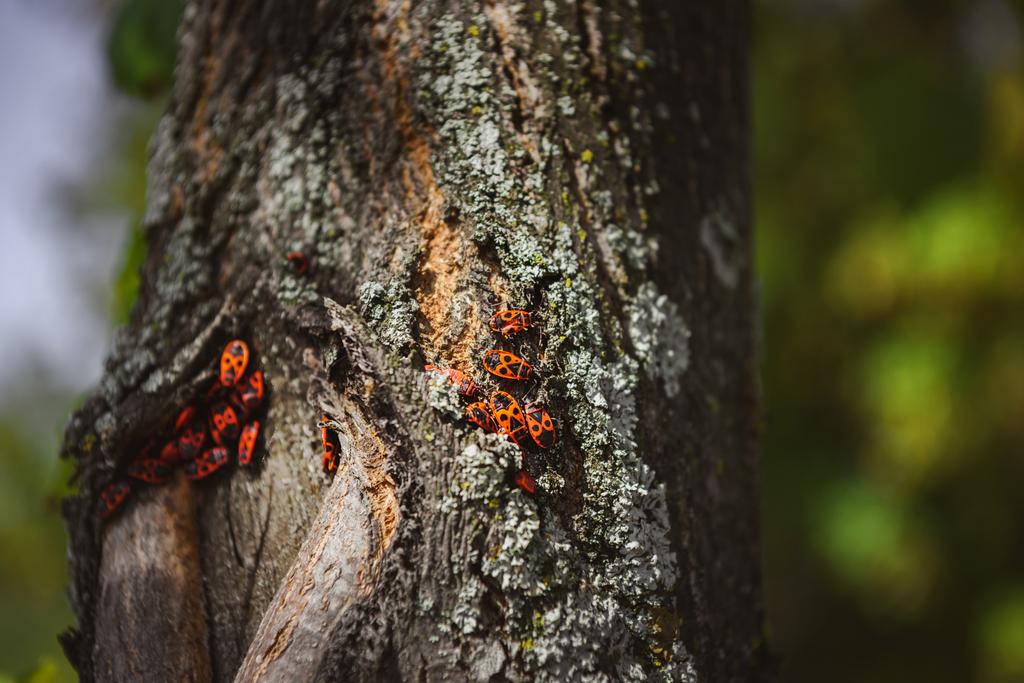 selective focus of colony of firebugs on old tree trunk - Photo, Image