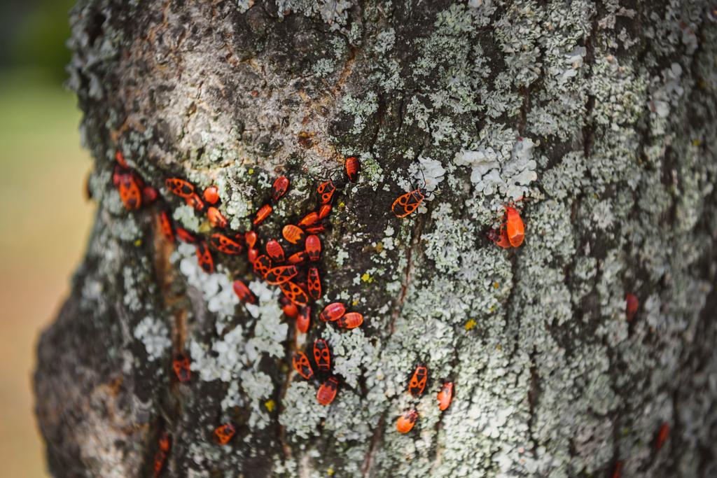 foyer sélectif de la colonie de punaises de feu sur le vieux tronc d'arbre
 - Photo, image