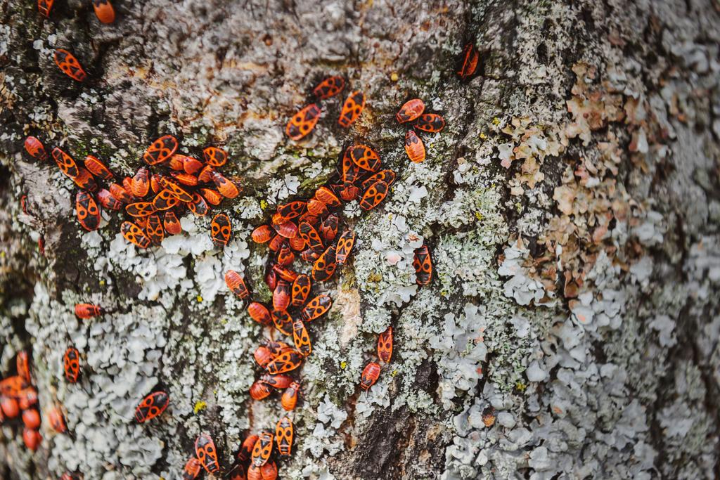 full frame image of tree trunk with colony of firebugs  - Photo, Image