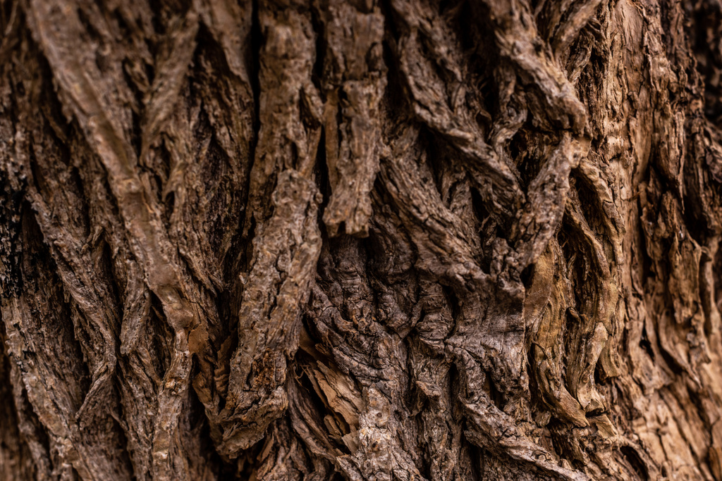 imagem quadro completo de árvore velha tronco fundo
 - Foto, Imagem