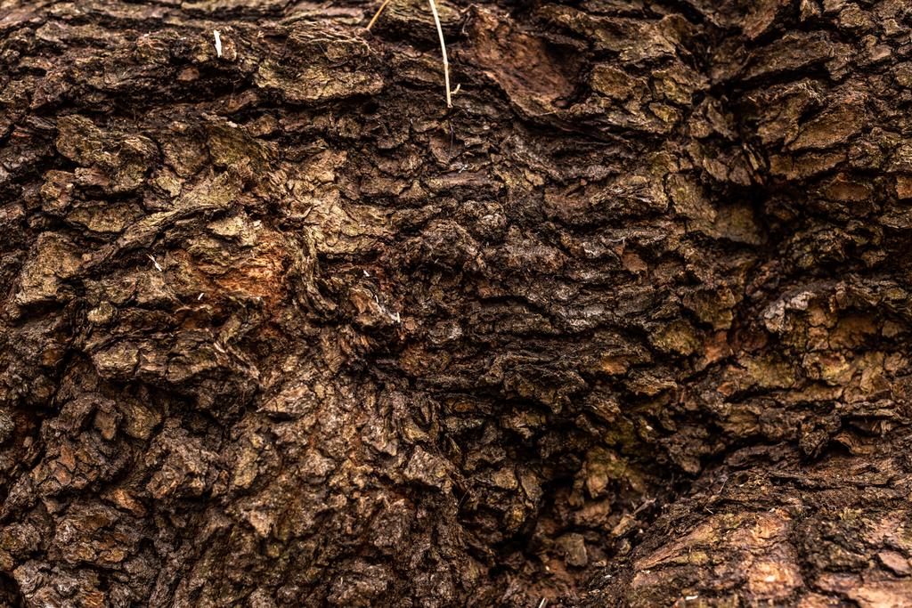 πλήρης εικόνα καρέ από παλιά φόντο κορμό δέντρου - Φωτογραφία, εικόνα