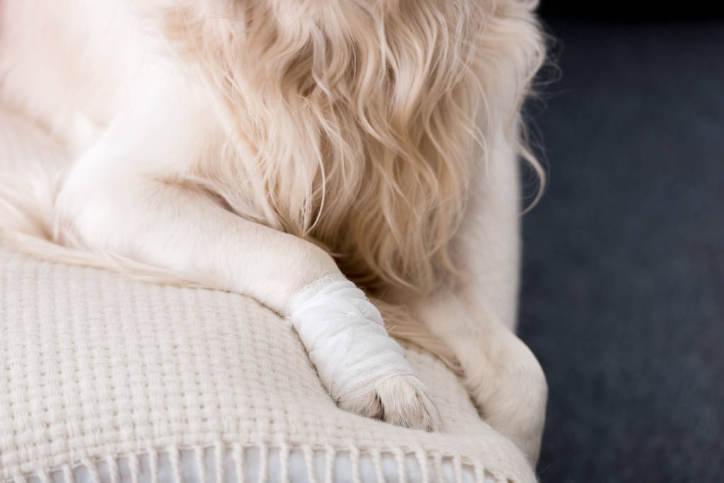 Partial view of dog with a bandaged paw - Photo, Image