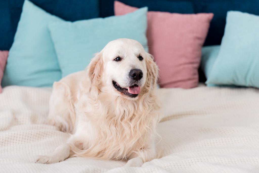 Sorridente golden retriever sdraiato sul letto con cuscini blu e rosa
  - Foto, immagini