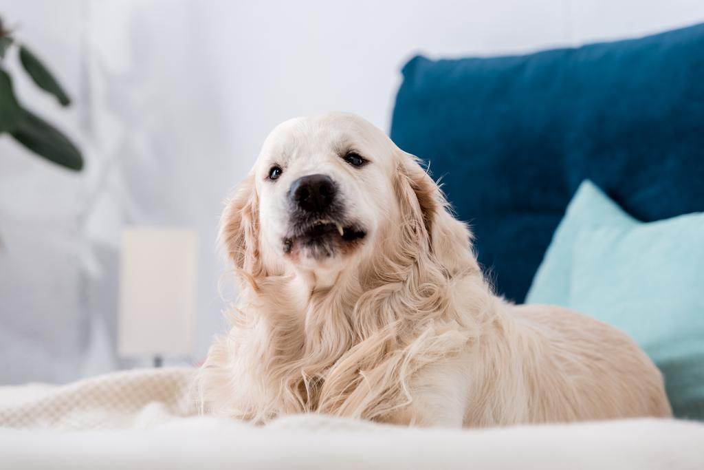 golden retriever dog looking at camera while lying on bed  - Photo, Image