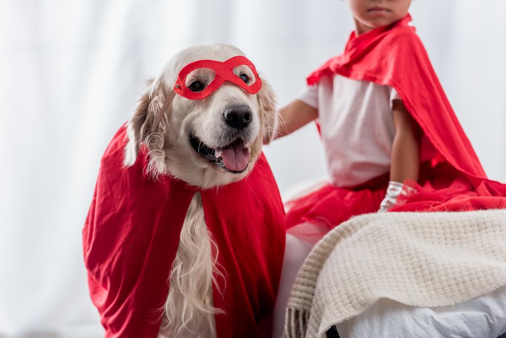  visão parcial de criança com cão golden retriever em trajes de super-herói vermelho
 - Foto, Imagem