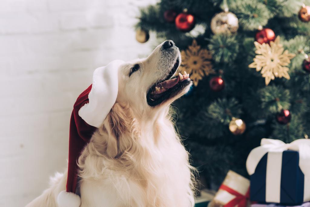 cute golden retriever in santa hat sitting near christmas tree at home - Photo, Image