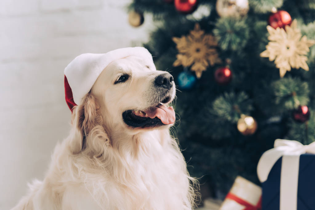 selective focus of adorable golden retriever in santa hat sitting near christmas tree at home - Photo, Image