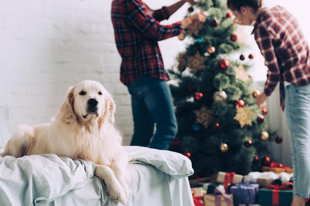 szelektív összpontosít, aranyos golden retriever ágyon ül, míg pár karácsonyi dekorációs fa mögött otthon - Fotó, kép