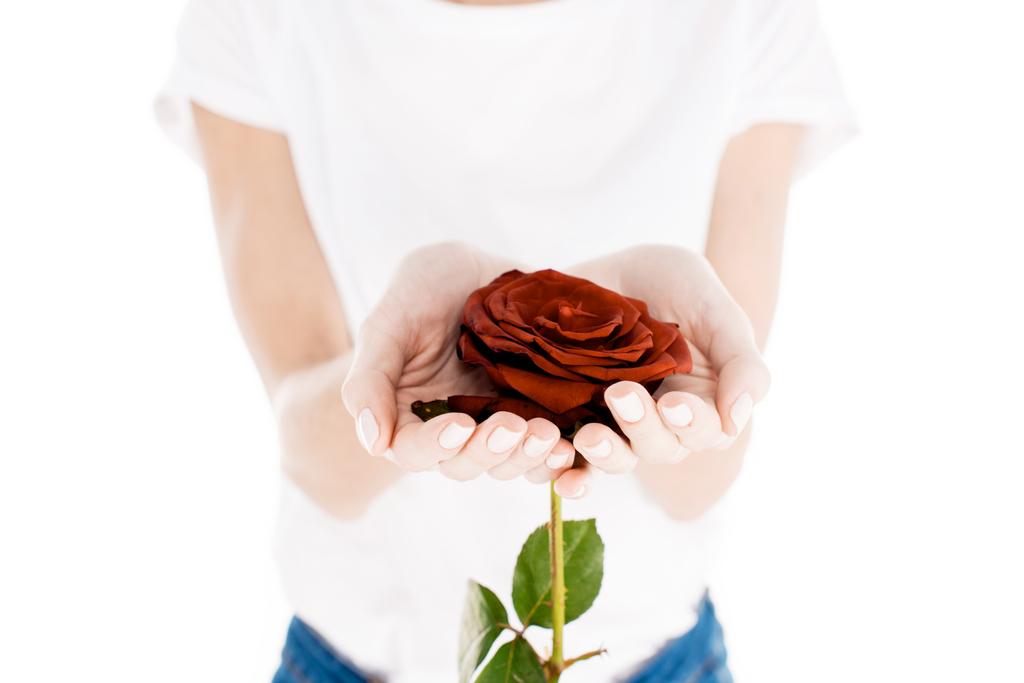 Partial view of woman holding wonderful red flower isolated on white - Photo, Image