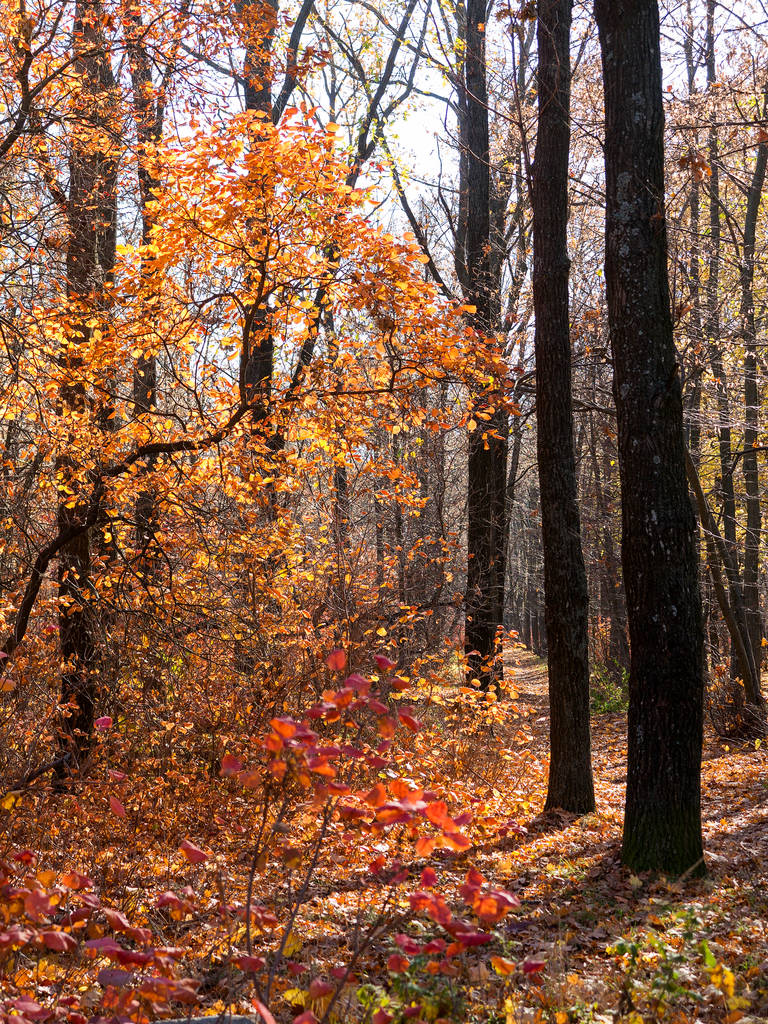 カラフルな明るい秋の市の公園。木の葉が地面に落ちる。温かみのある色調と歩道で覆われている秋の森林風景シーンにリードを葉します。素晴らしい展示の森に行く道秋の色. - 写真・画像