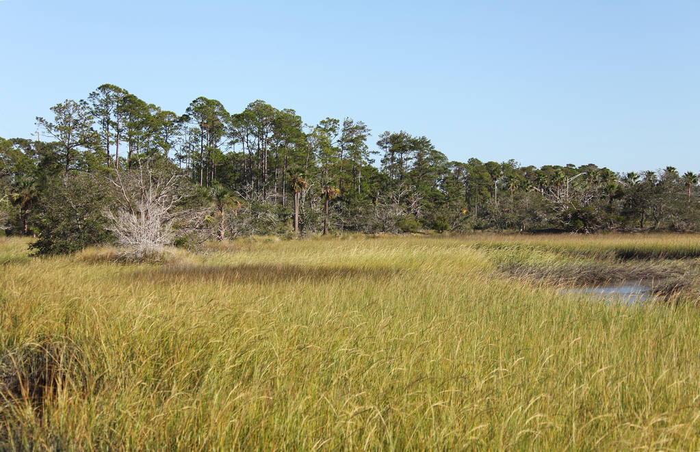 вид на болота северной Флориды
 - Фото, изображение