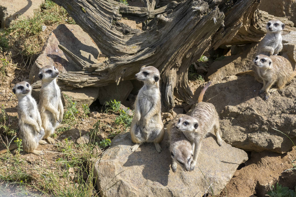 Watchful meerkats guarda familiar de pé
 - Foto, Imagem
