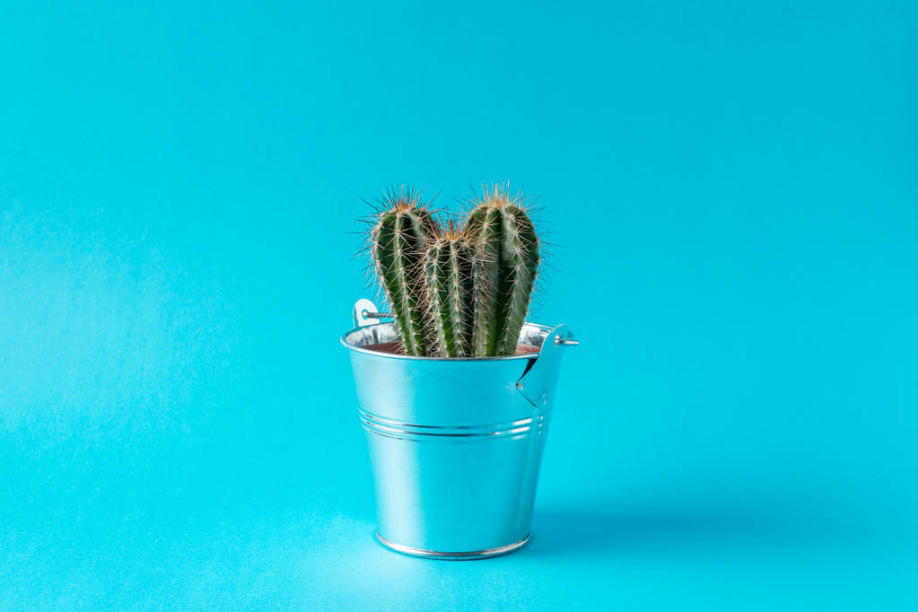Cactus su sfondo blu. Concetto minimo
. - Foto, immagini