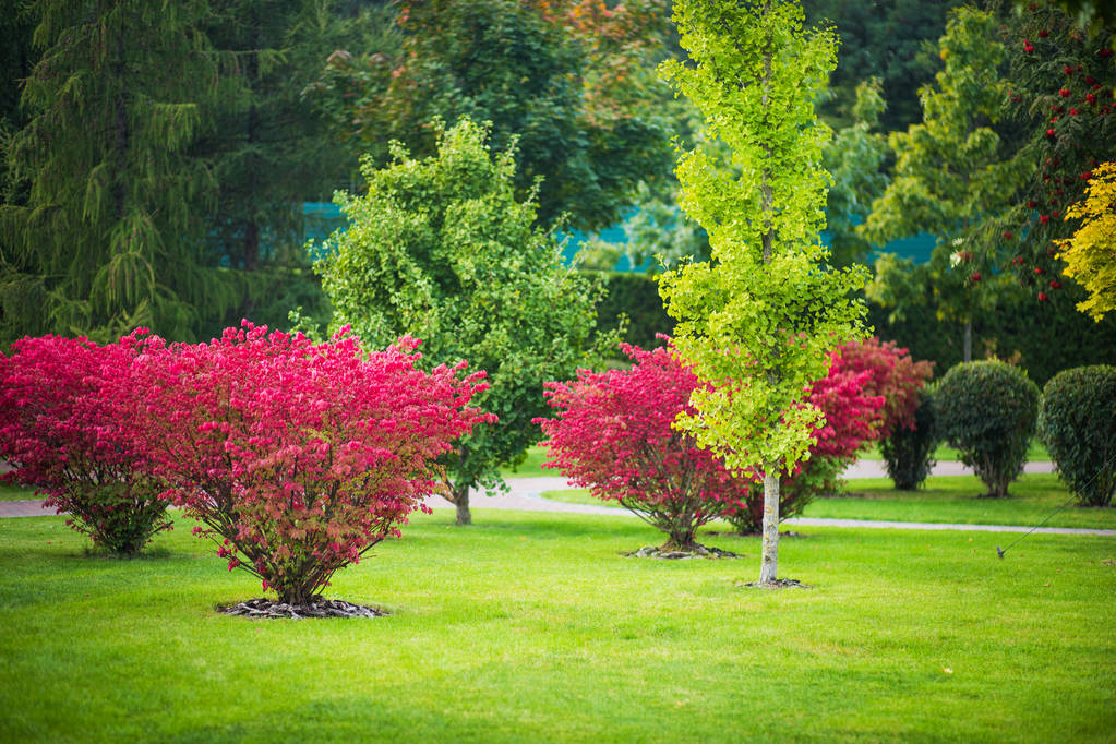 green lawn, and beautiful bushes in city park - Photo, Image