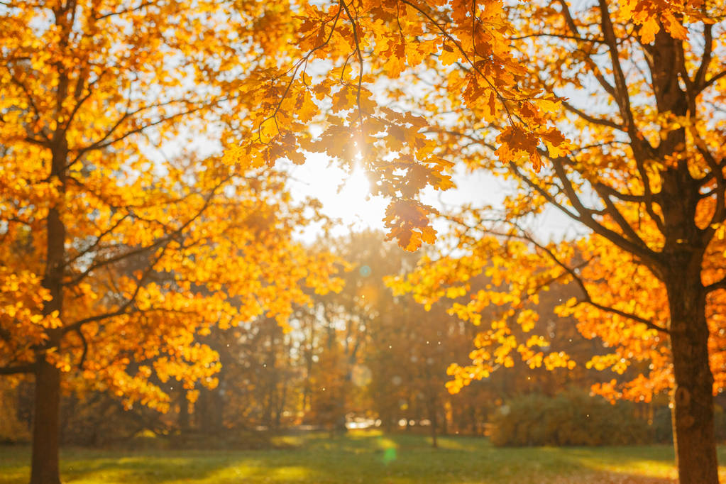 Herbst, Herbst, Blätter im Hintergrund. Ein Ast mit Herbstblättern eines Ahorns auf verschwommenem Hintergrund. Landschaft in der Herbstsaison - Foto, Bild
